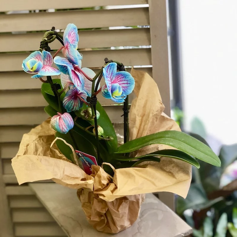 Le phalaenopsis bleu teinté